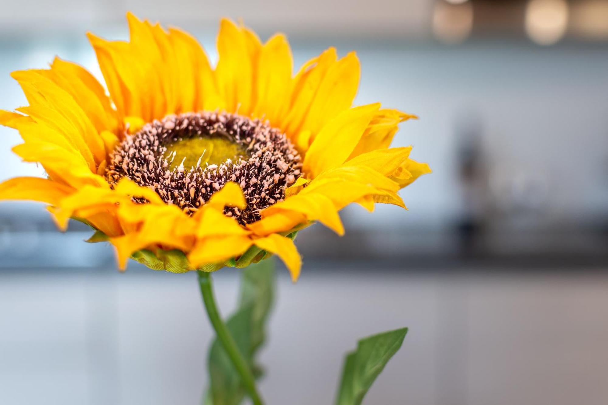 Sunflower Con Vista Su Siena Villa Corsano  Eksteriør billede